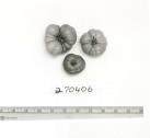 Click for 1 image(s) for this accession. FRUIT